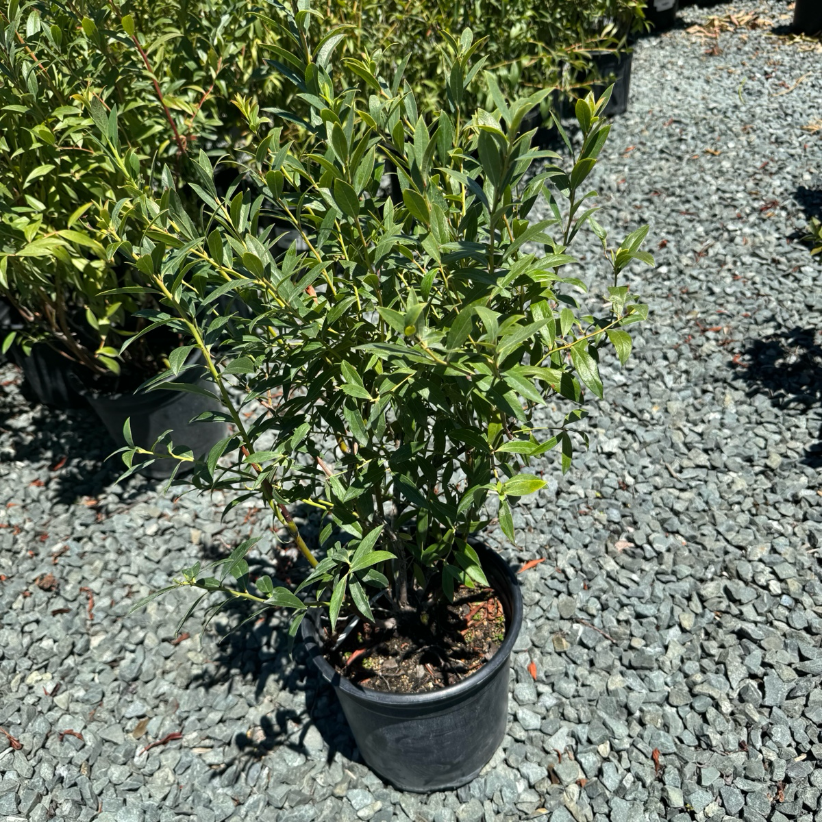 Legacy Northern Highbush  Blueberry