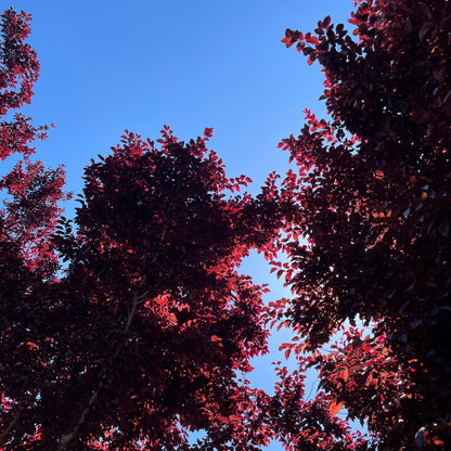 Purple Leaf Plum-Purple Red Leaf