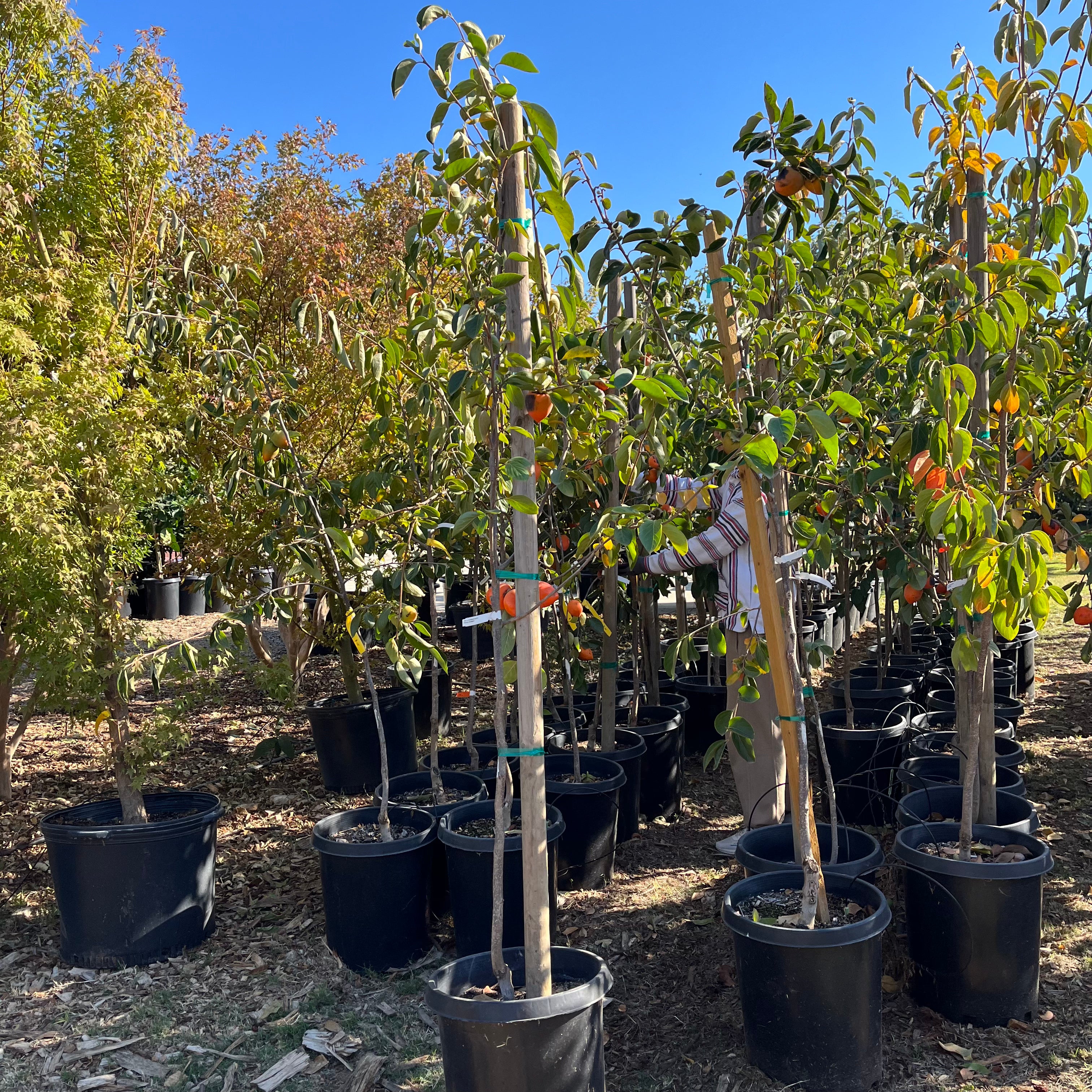 Hachiya Persimmon