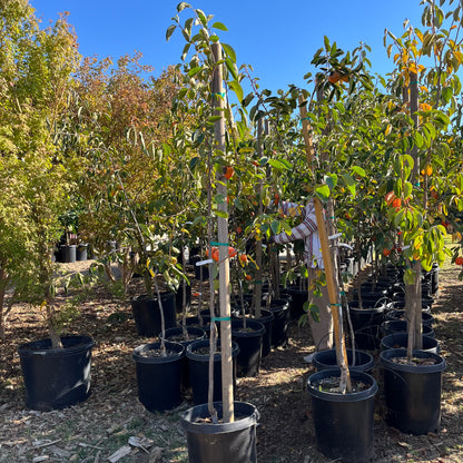 Persimmon Tree-Dwarf Diospyros kaki