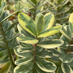 Hebe 'Variegata'