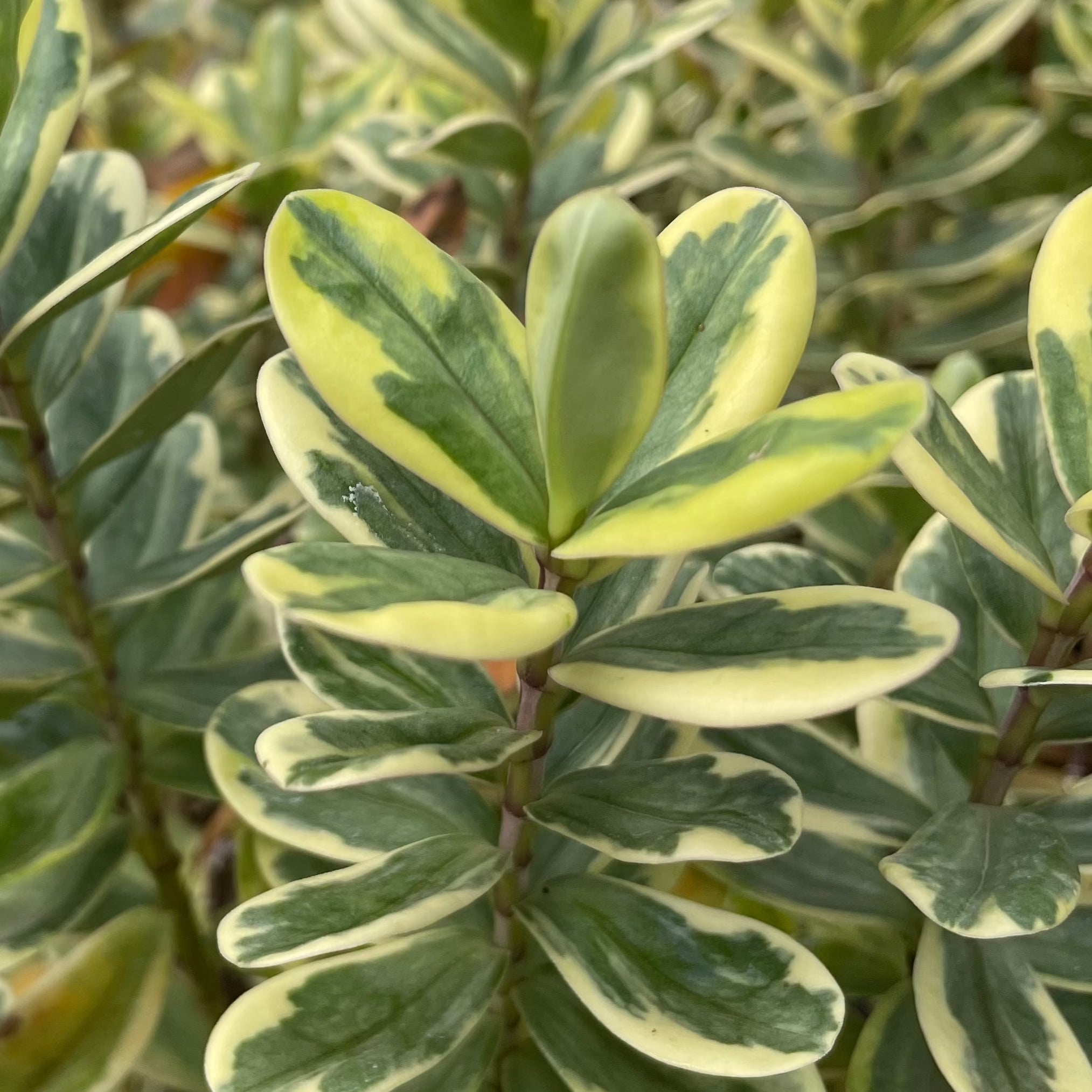 Hebe 'Variegata'