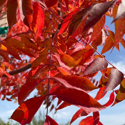 Rhus chinensis-Pistachio