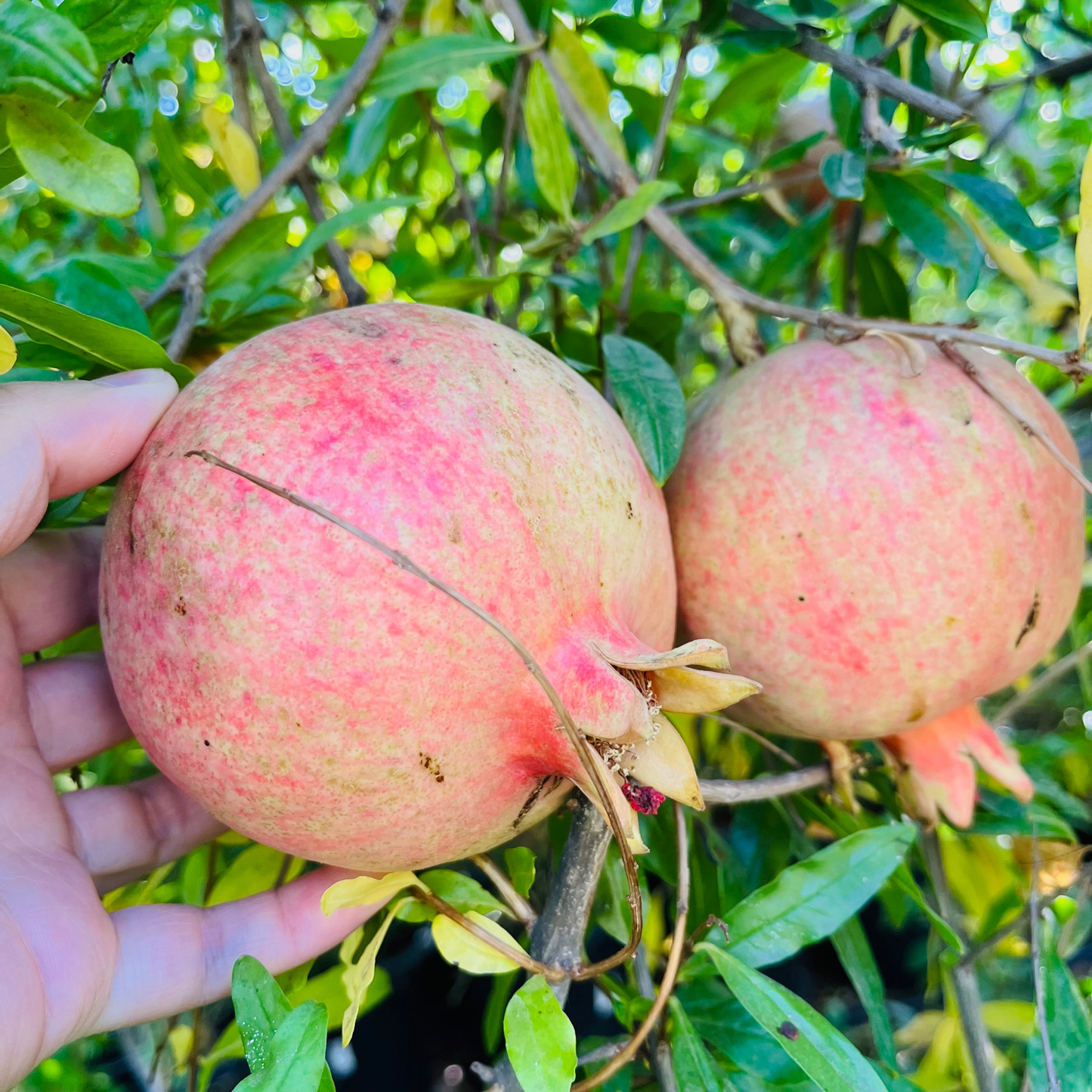 Soft Seed Pomegranate Tree-Sweet