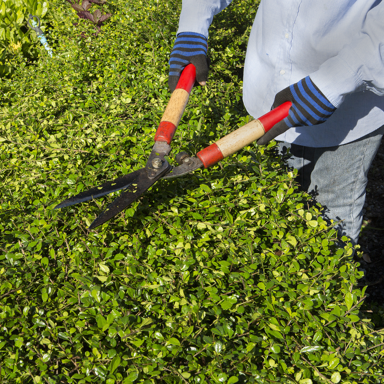 Garden Design Services