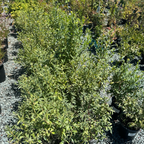 Legacy Northern Highbush  Blueberry