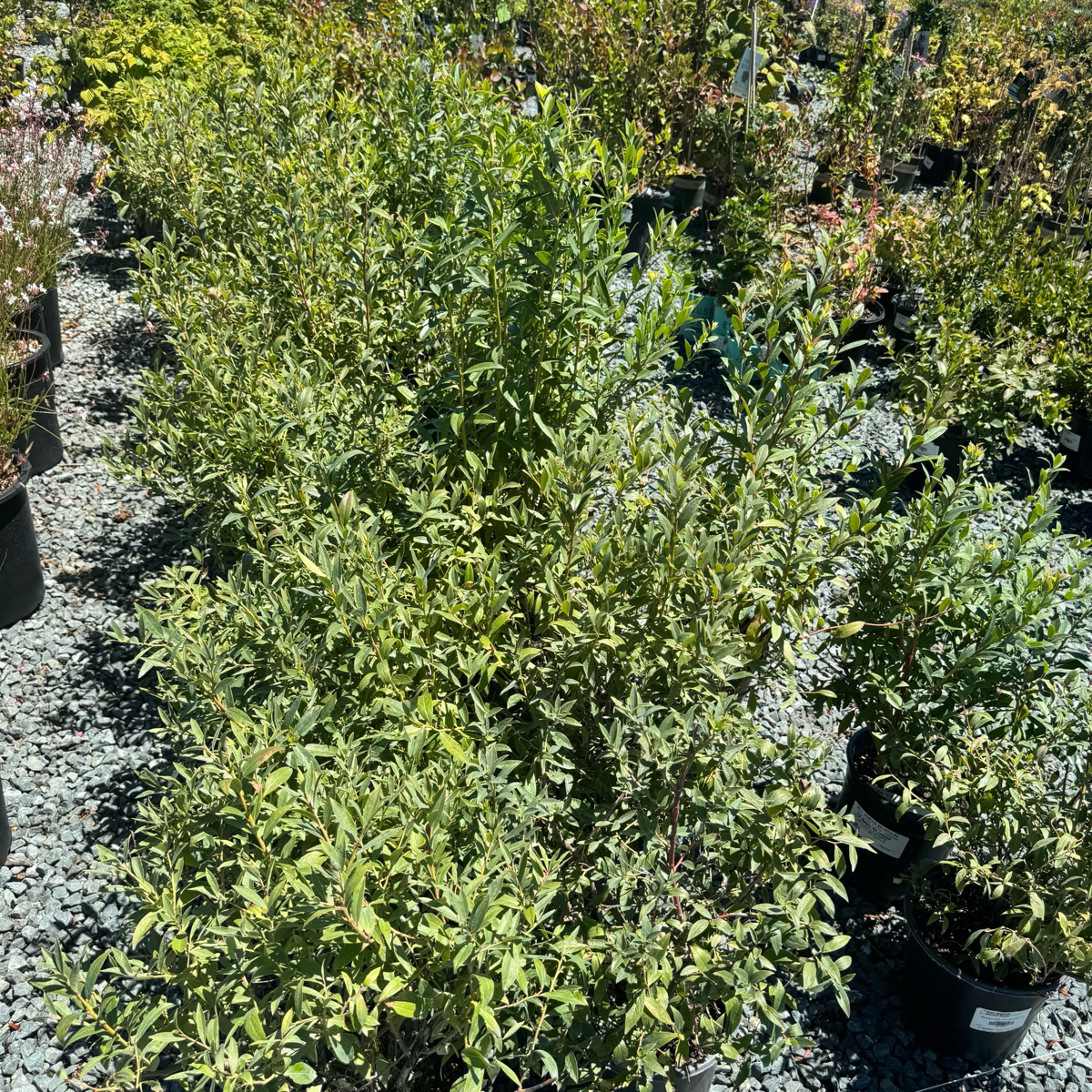 Legacy Northern Highbush  Blueberry