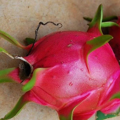 Dragon Fruit-Taiwan Red