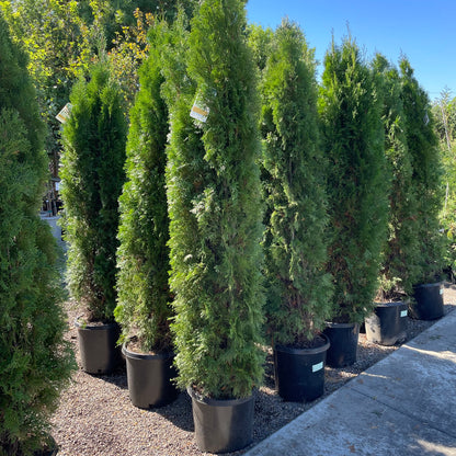 Thuja sutchuenensis - Green Emerald Cypress