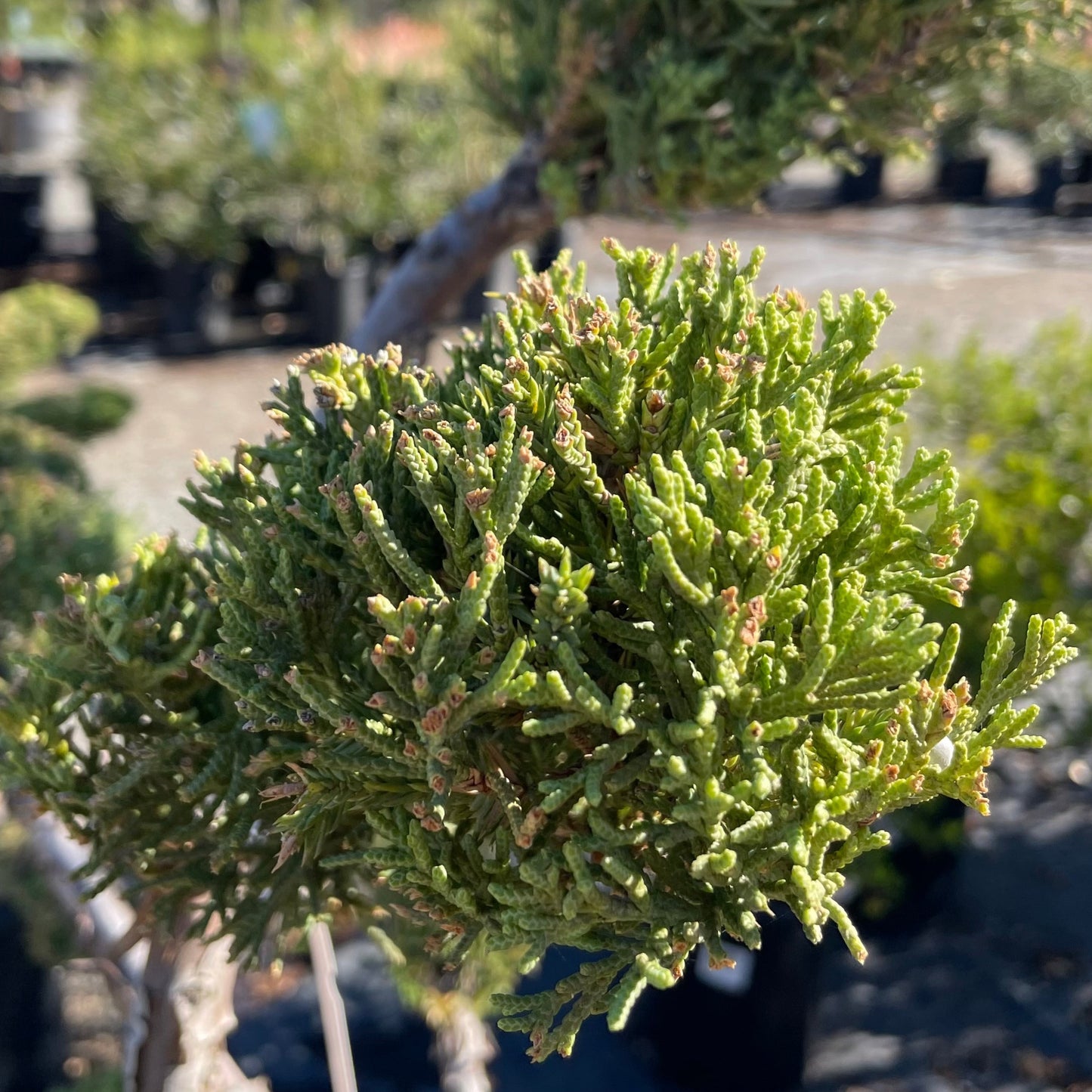 Juniper Tree - Bonsai Cypress