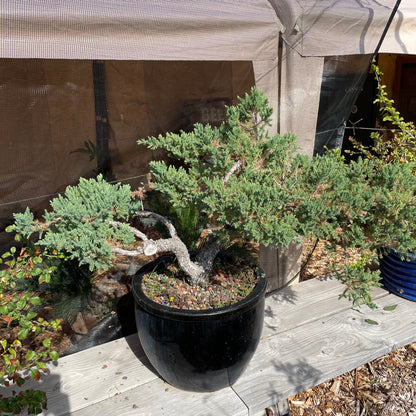 Bonsai Japanese pine