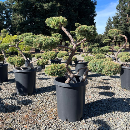 Juniper Tree - Bonsai Cypress