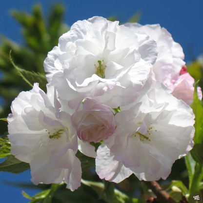 Cherry Blossom Trees - Guanshan Cherry Blossom