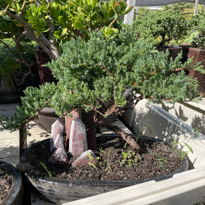 Bonsai Japanese pine