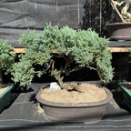 Bonsai Japanese pine