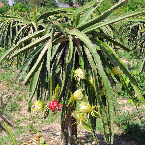 Pink Flesh Dragon Fruit