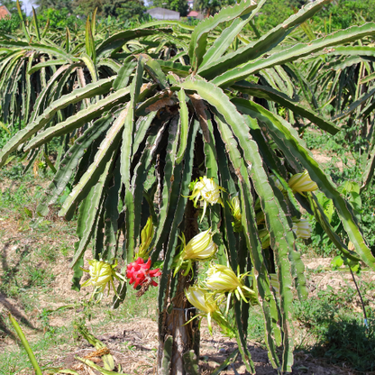 Dragon fruit-pink dragon fruit