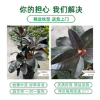 Burgundy Rubber Plant