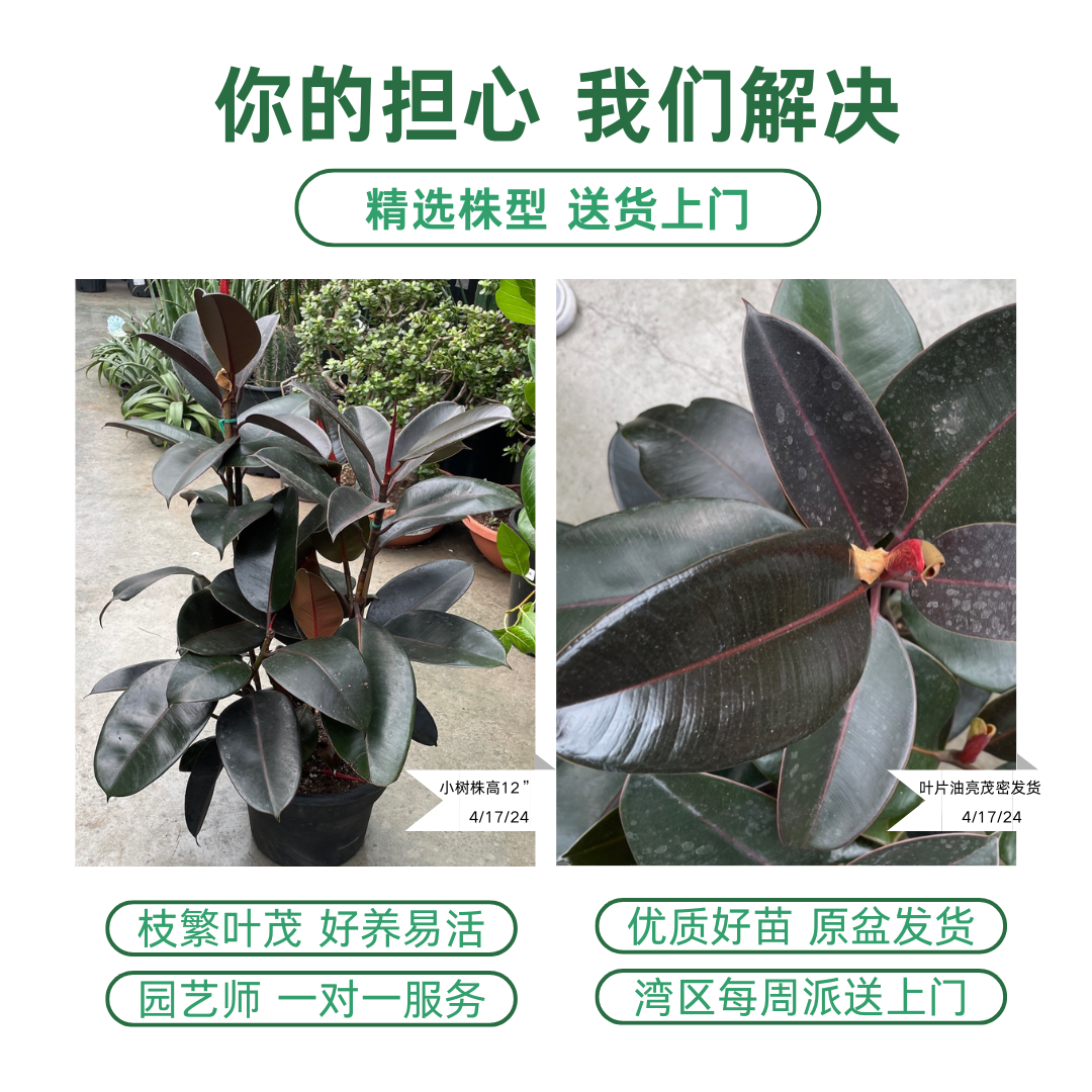 Burgundy Rubber Plant