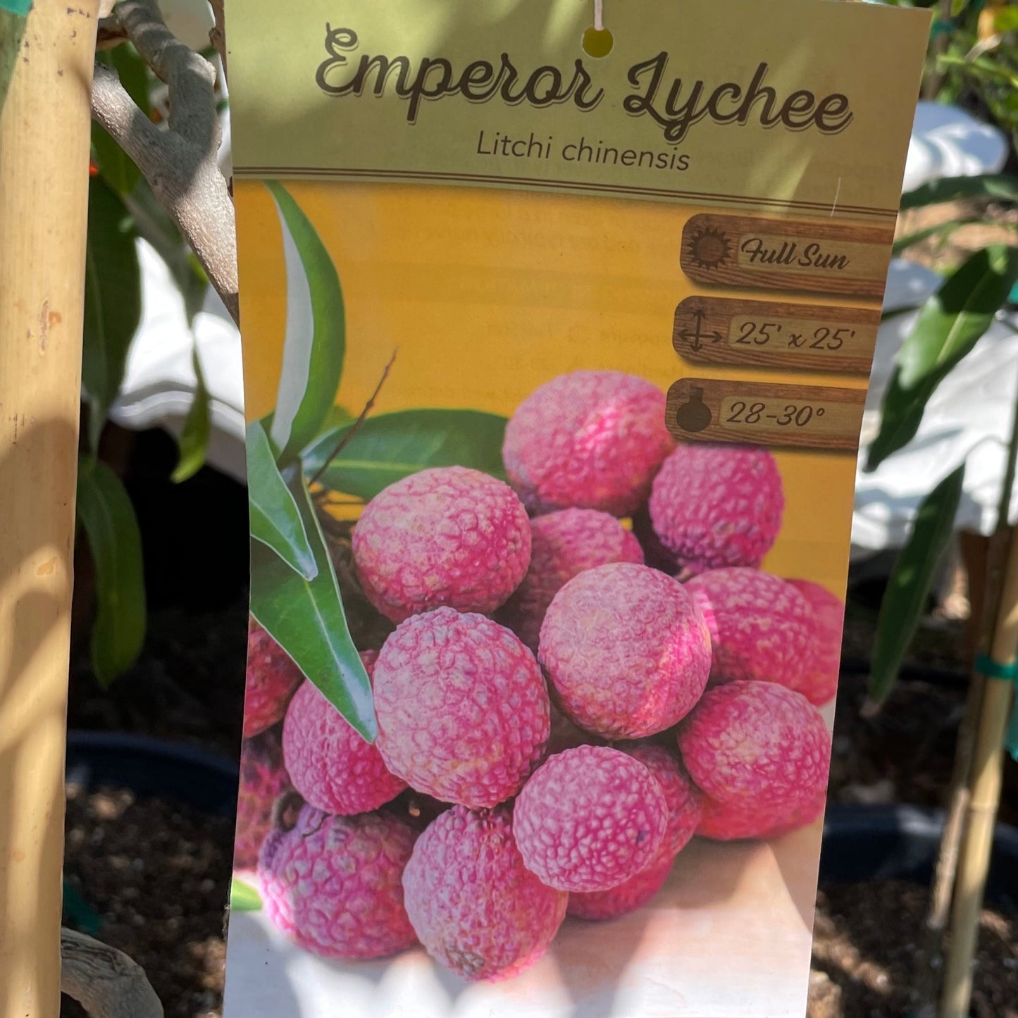 Lychee Tree-Imperial Lychee