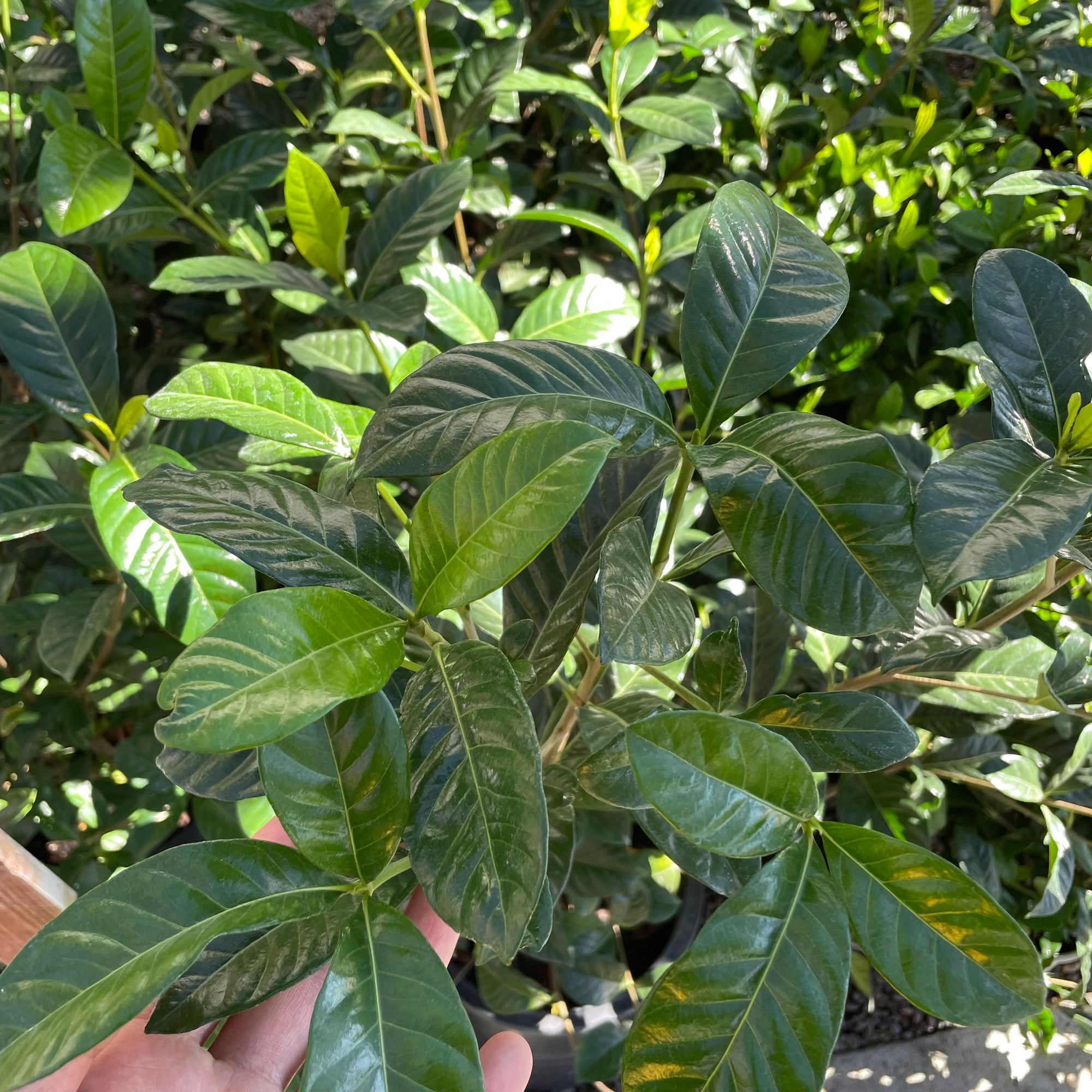 Frist Love Gardenia