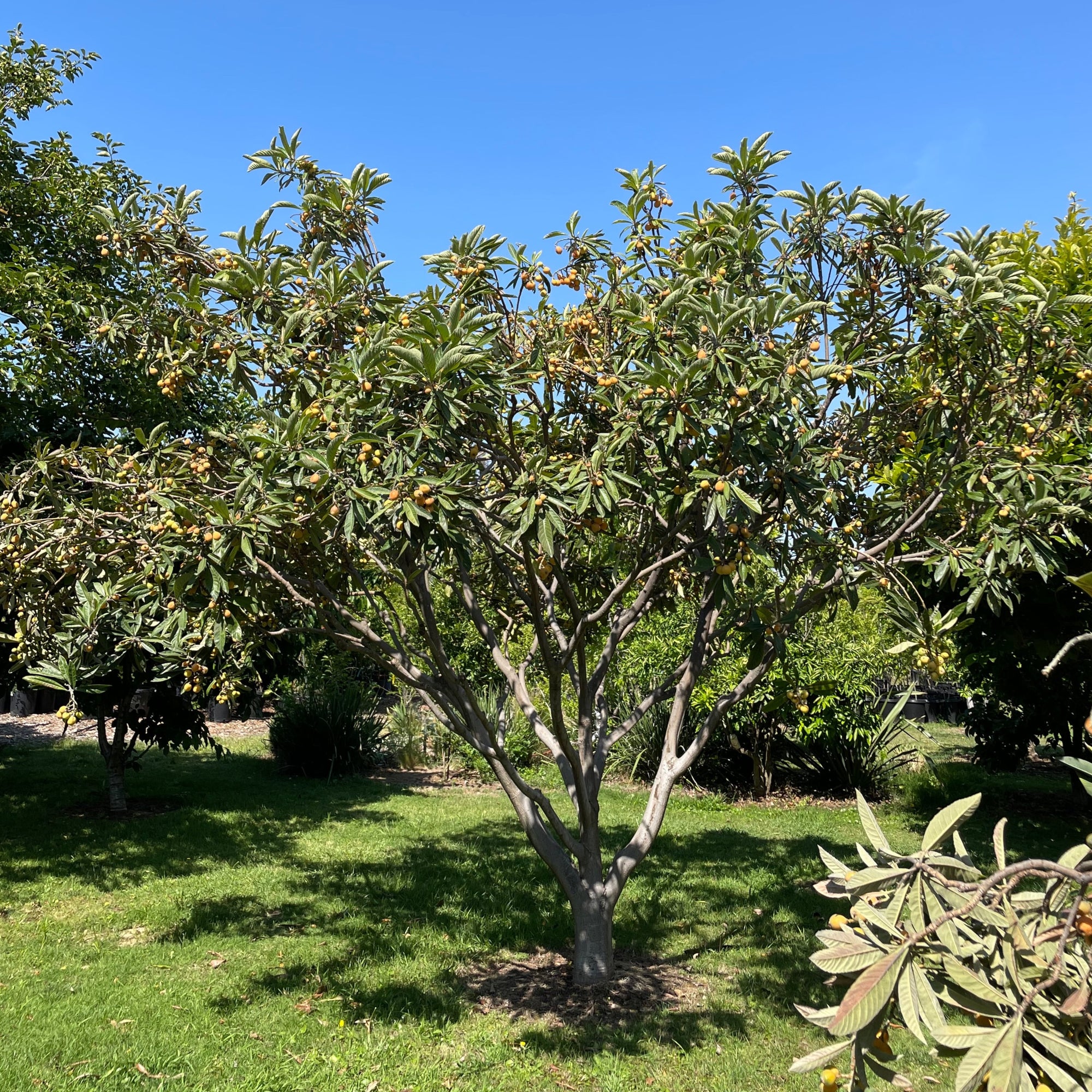 Gold Nugget Loquat /Chamgange Gold Nugget