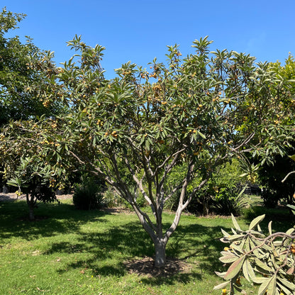 Loquat Tree-Golden Nugget Loquat