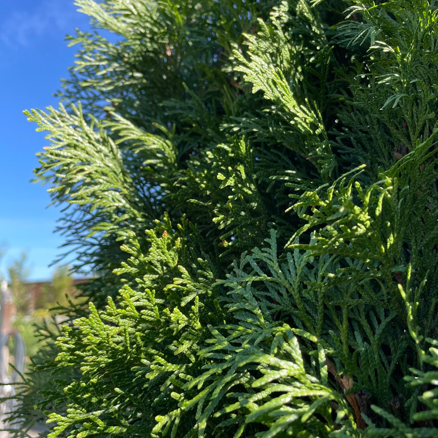 Thuja sutchuenensis - Green Emerald Cypress