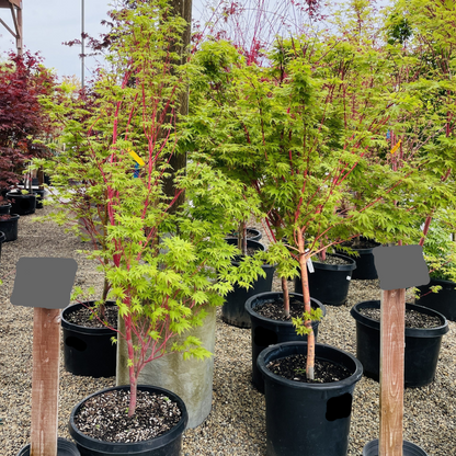 Acer palmatum - Coral Court Japanese Maple