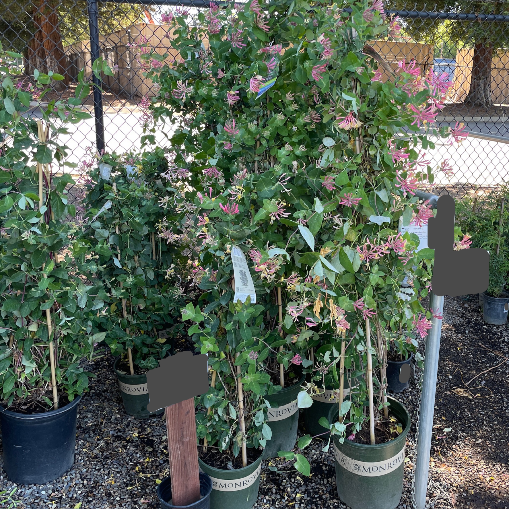 Lonicera pink lemonade