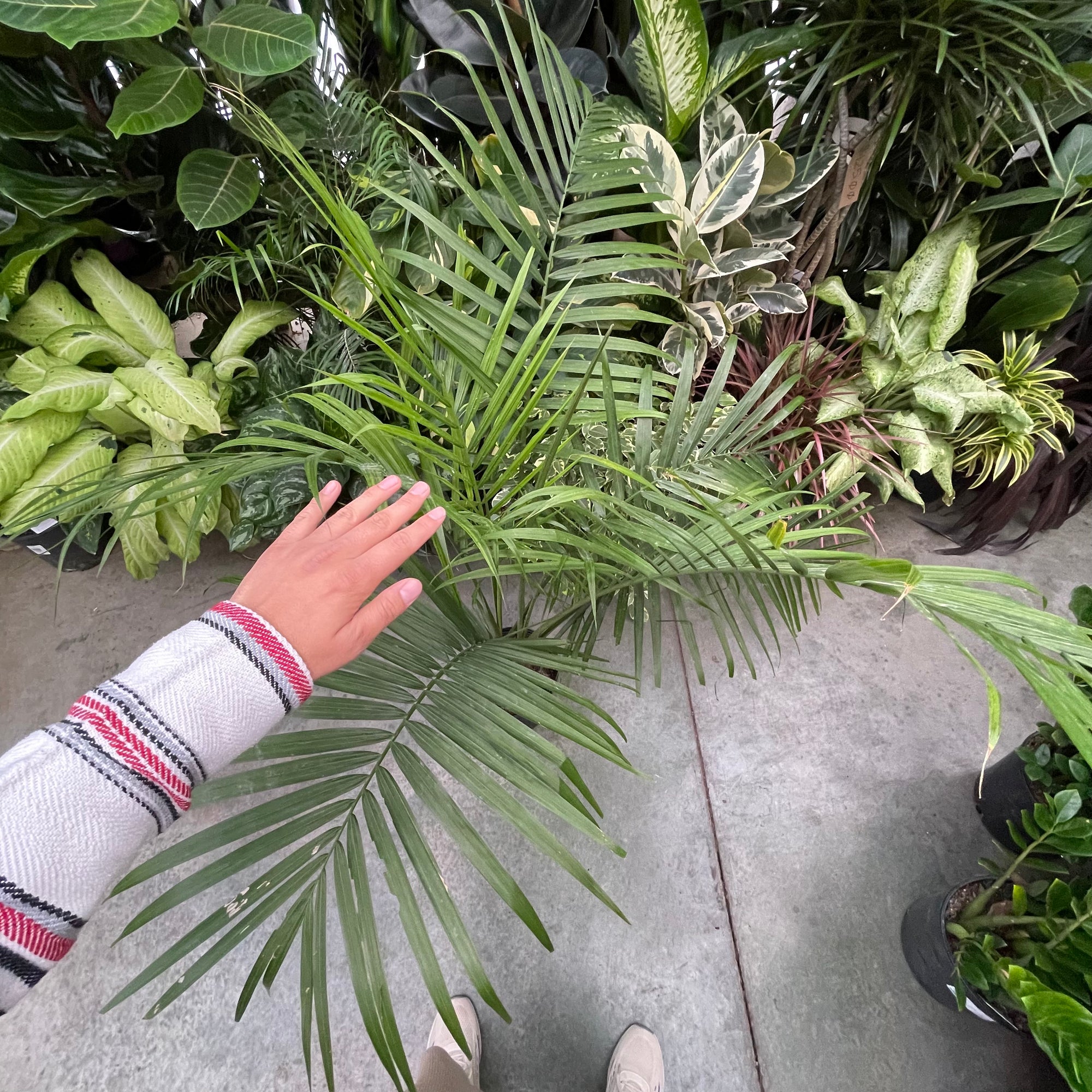Majesty Palm