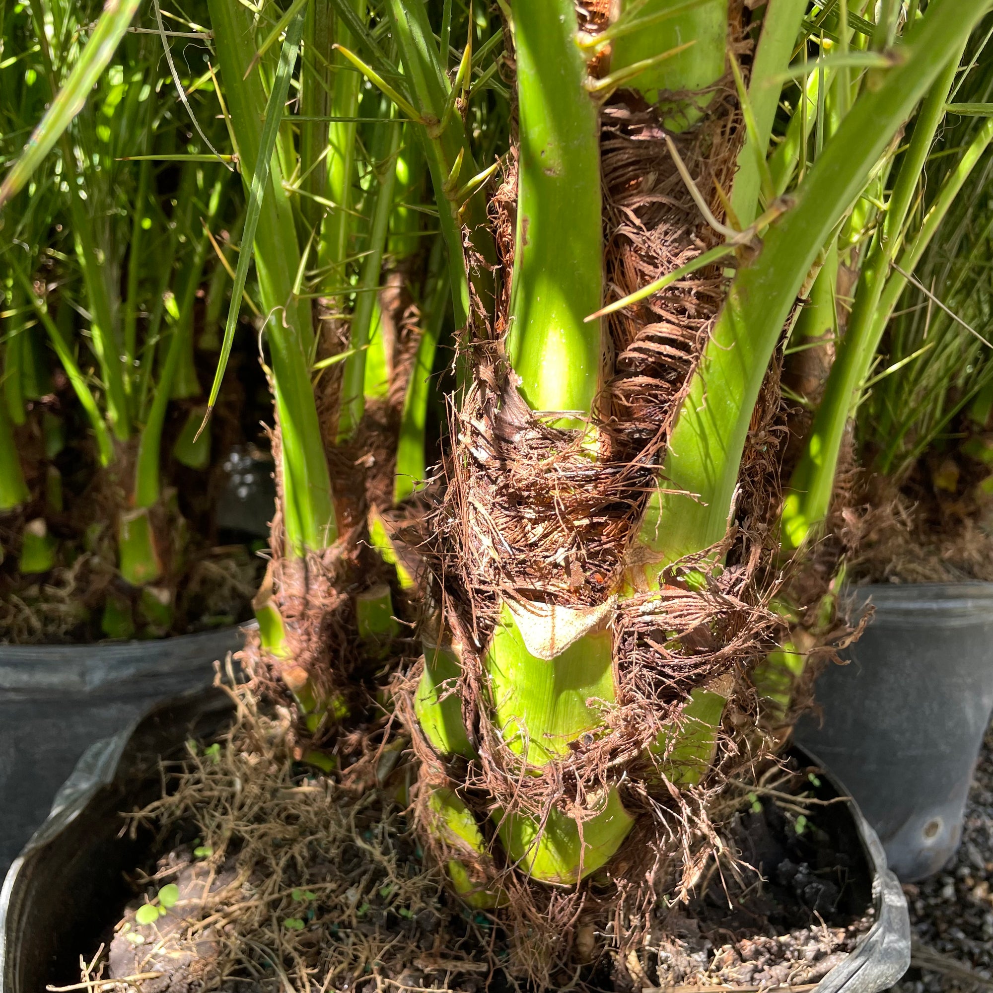 Pygmy Date Palm