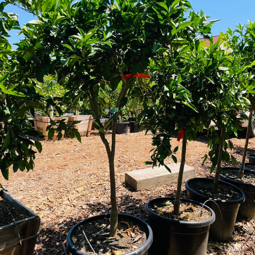 Newhall Sweet Navel Orange