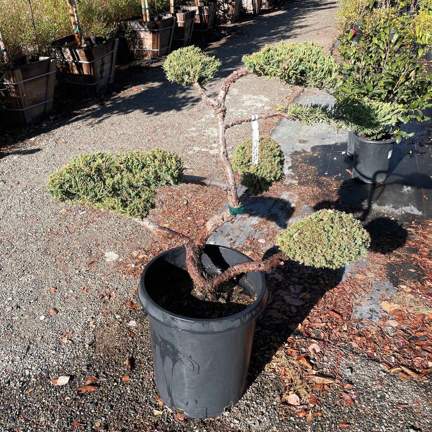 Juniper Tree - Bonsai Cypress