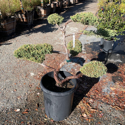 Juniper Tree - Bonsai Cypress