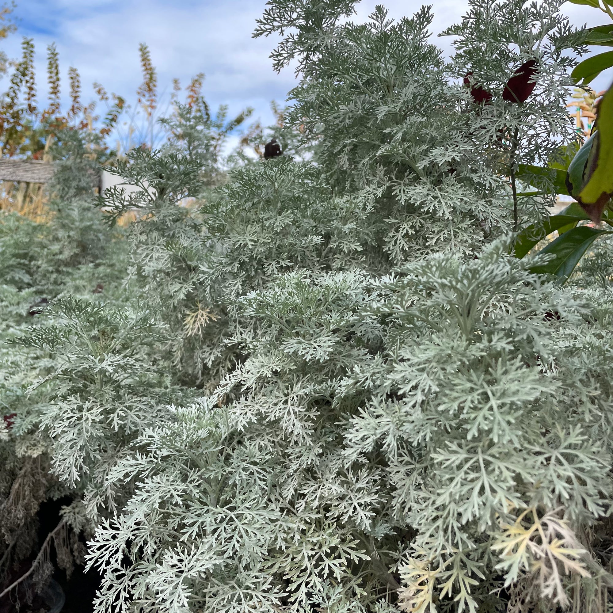 Asteraceae-Silver Artemisia