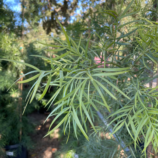 Podocarpus