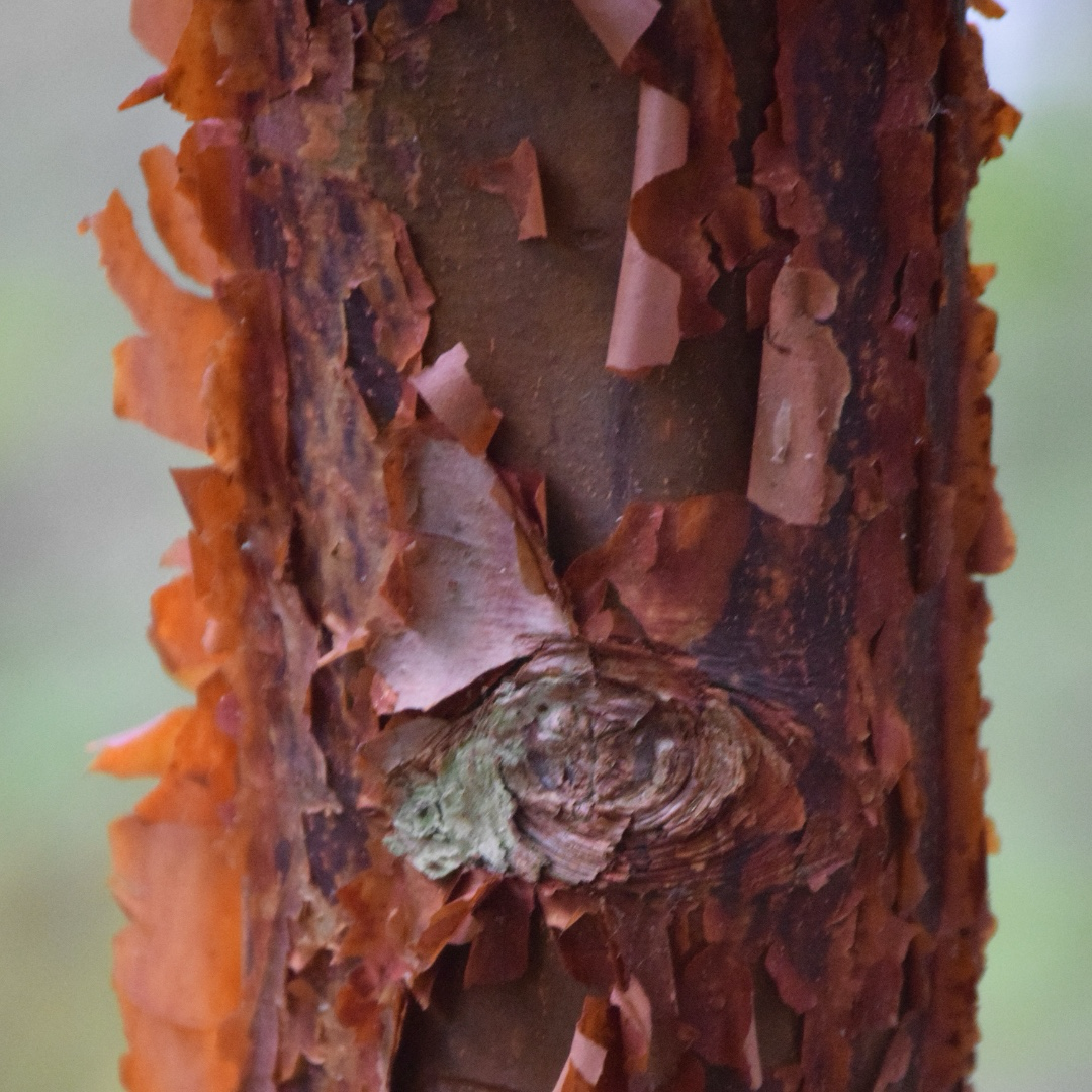 Paperbark Maple
