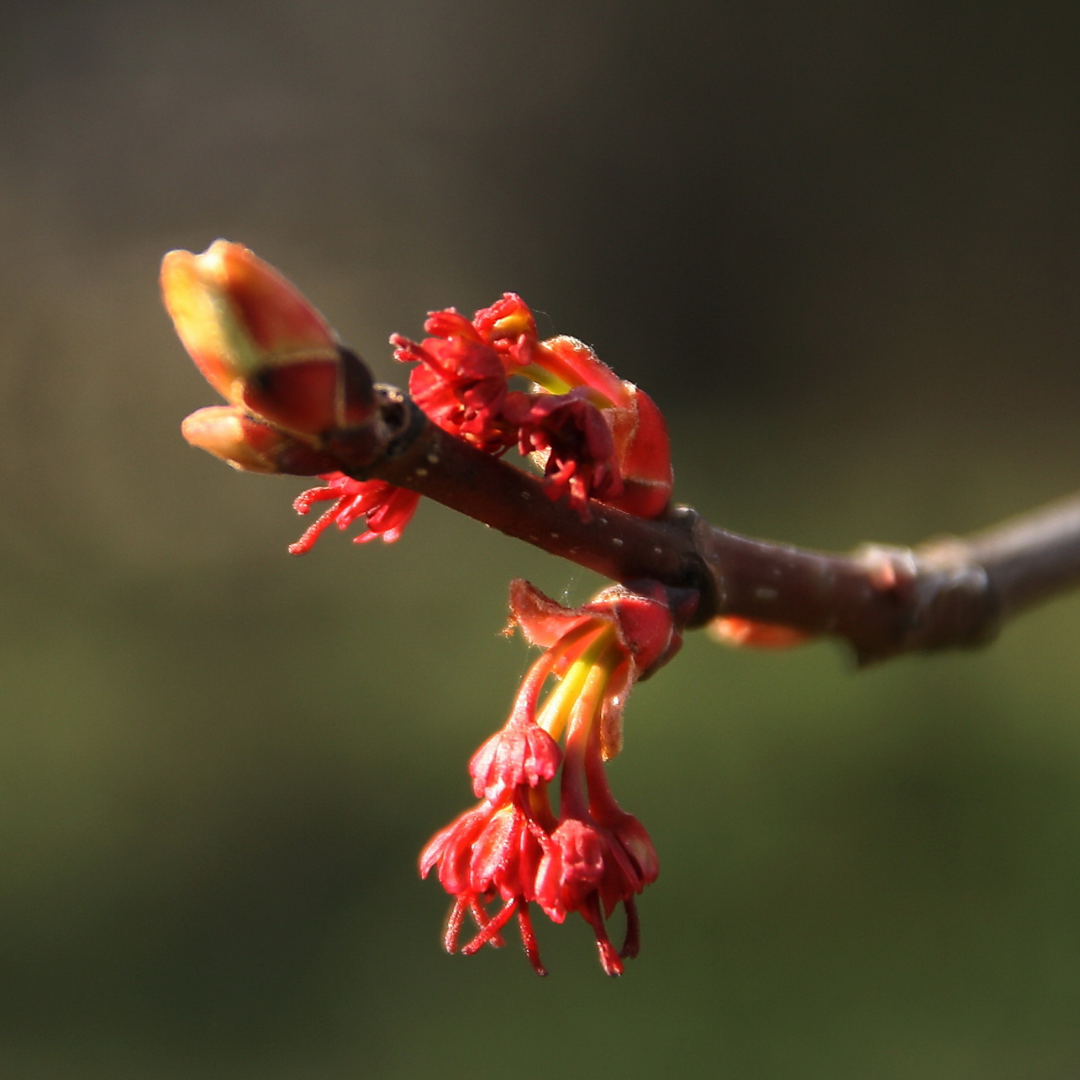 Maple-Wine Red Maple