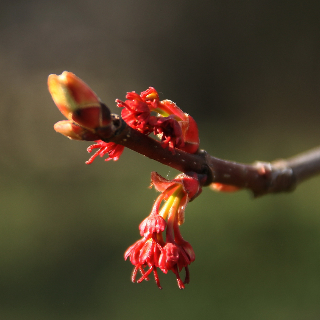 Brandywine Red Maple