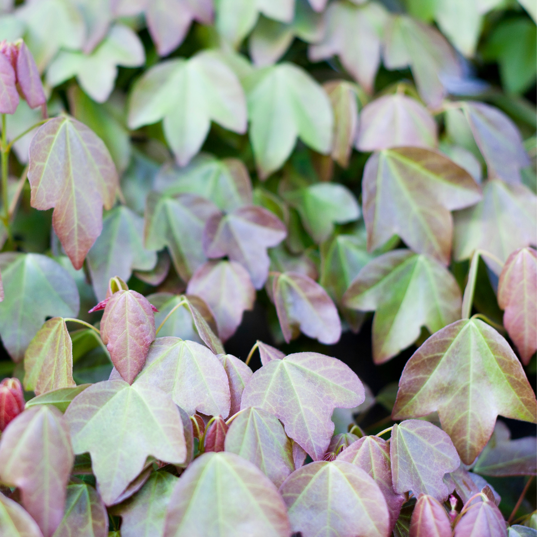 Trident Maple