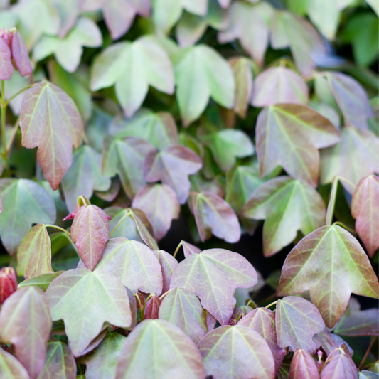 Maple - Acer truncatum