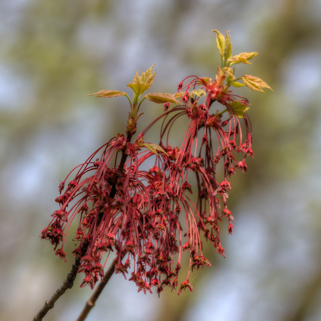 Autumn Blaze Jeffersred Maple