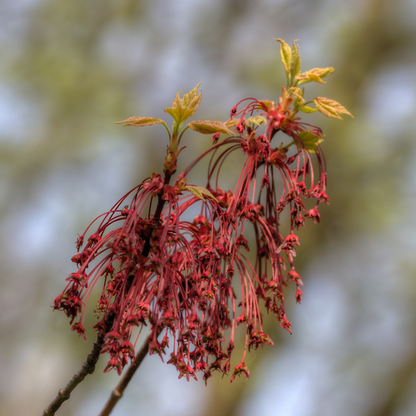 Maple - Autumn Flame Maple