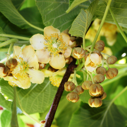 Rare fruit tree-Actinidia arguta