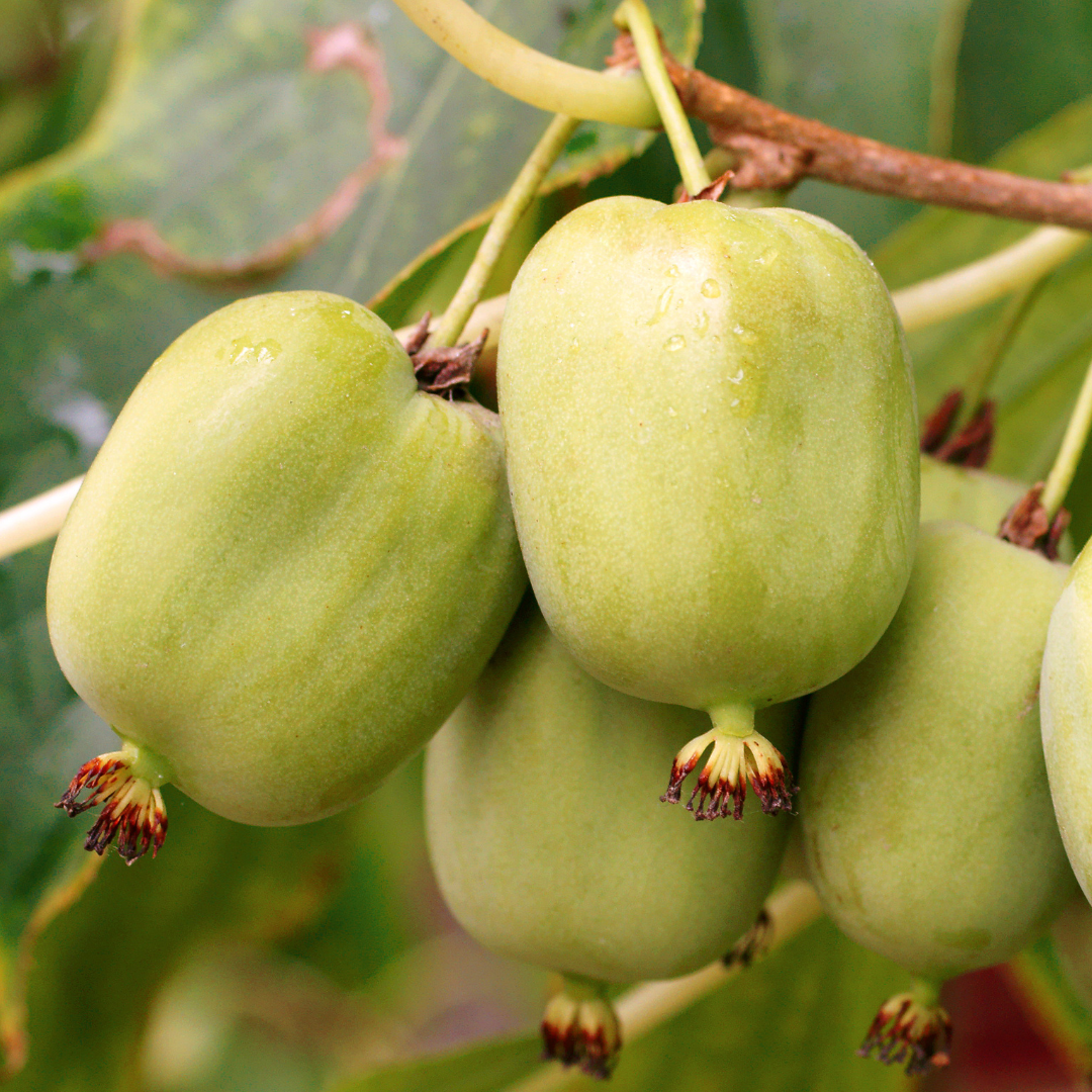 Rare fruit tree-Actinidia arguta