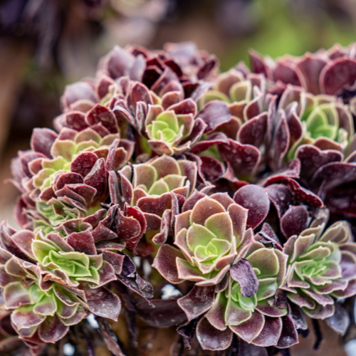 Colorful Makeup Sunflower Succulent Plant