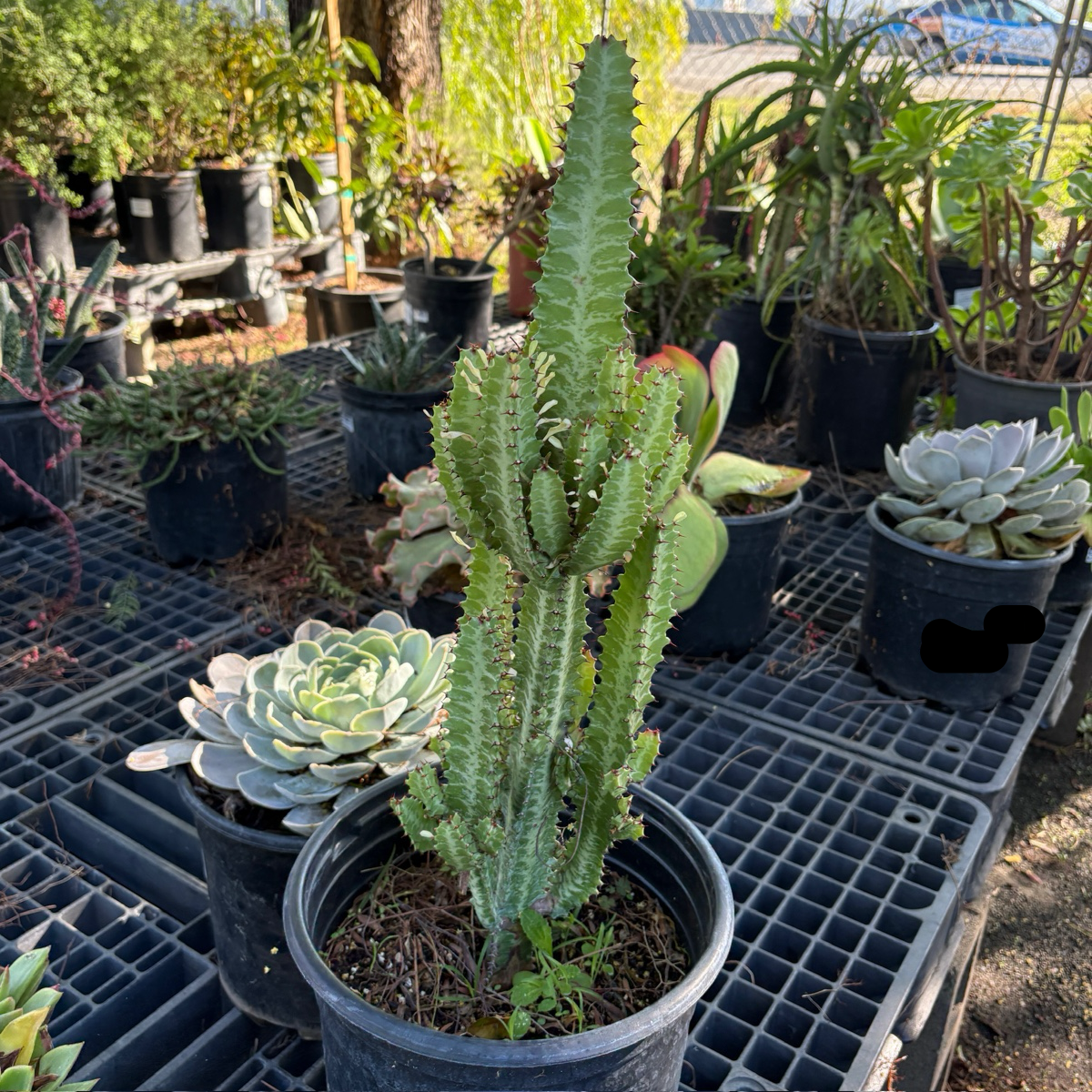 三角大戟 Afriavn Milk Tree