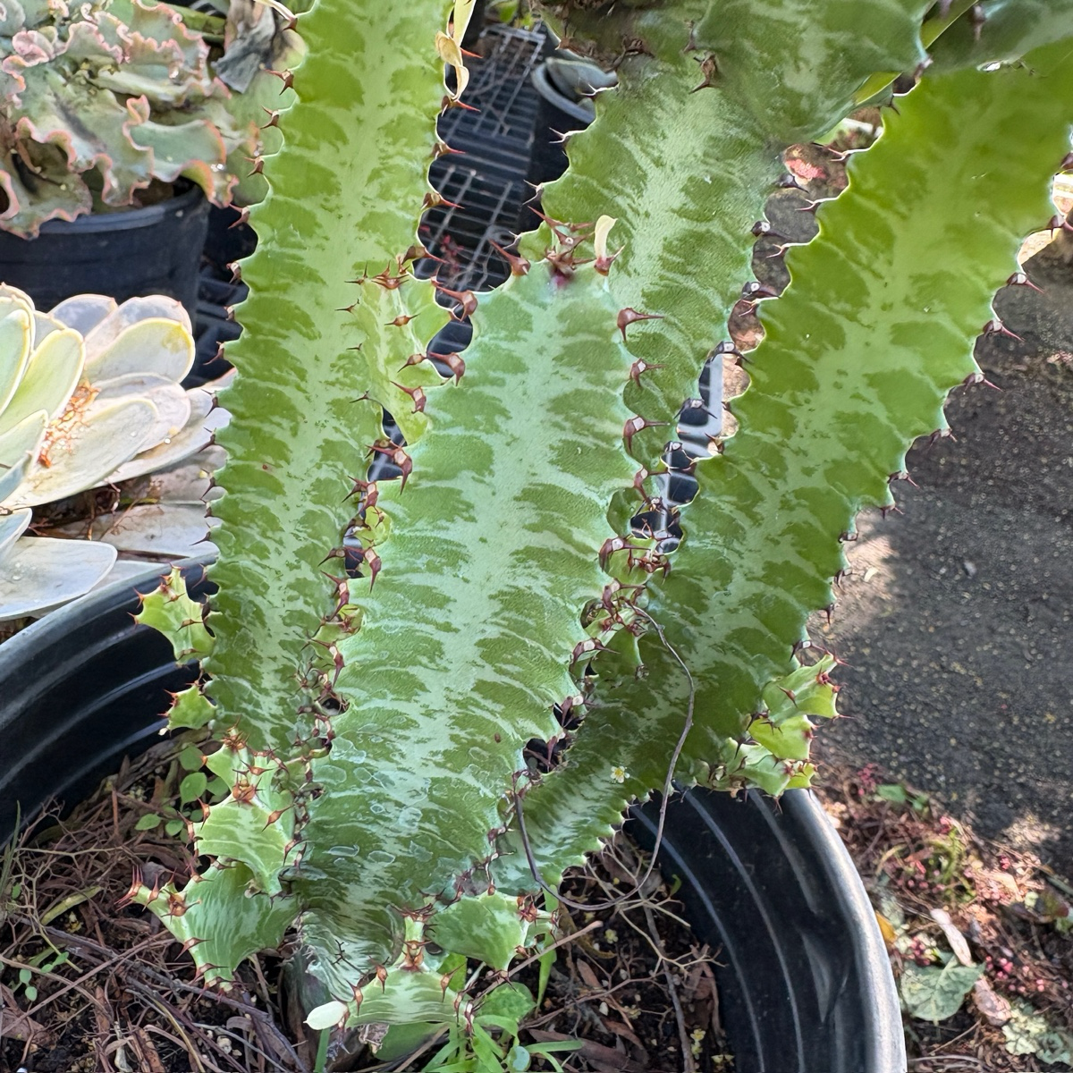 三角大戟 Afriavn Milk Tree