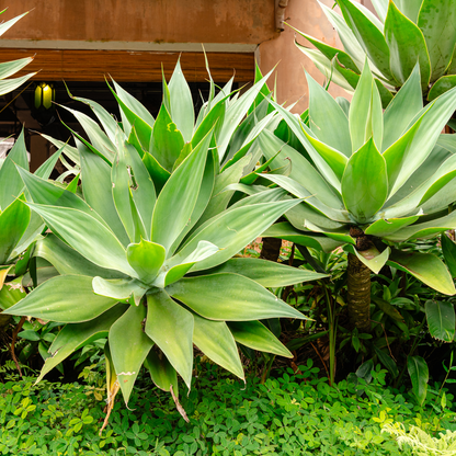 Agave-Fox Tail